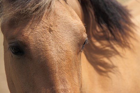 eyes_of_a_brown_horse_190289