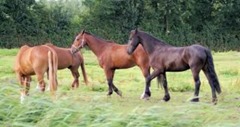 horses-in-the-netherlands--farm_19-109508