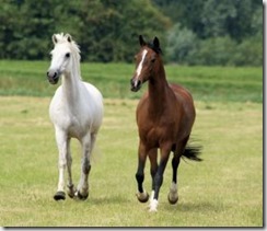 horses-in-the-netherlands--frisian--barn_19-109488