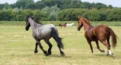 horses-in-the-netherlands--grasslands--brown_19-109498